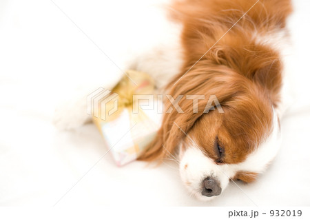 「犬 プレゼント キャバリア 」の写真素材 「犬 プレゼント キャバリア 」の写真素材