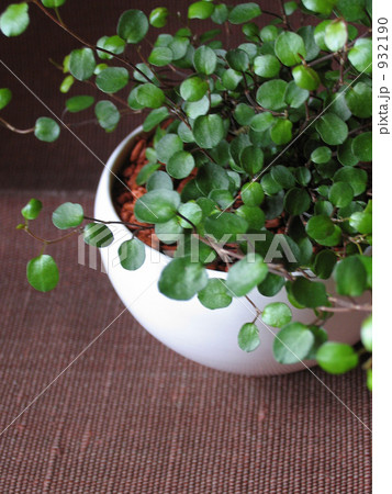 観葉植物 葉 緑の葉