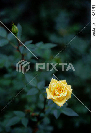 花 薔薇 葉