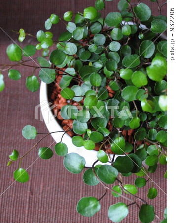 葉 観葉植物 自宅