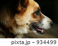 雑種犬