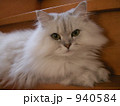 ペルシャ猫