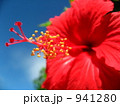 赤いハイビスカス