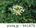 白い彼岸花
