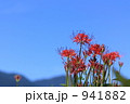 彼岸花のある空