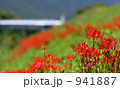 彼岸花の群生