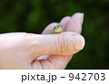 アマガエル