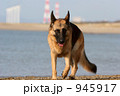 海岸を歩くシェパード