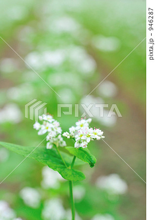 そば畑・そばの花 そば畑・そばの花