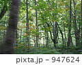 ぶなの原生林を通り過ぎる