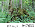 ぶなの原生林