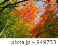 紅葉 紅葉