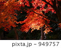 紅葉 紅葉