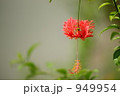 風鈴仏桑花 風鈴仏桑花