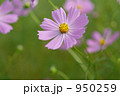 コスモス