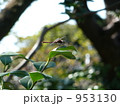 蜻蛉 蜻蛉