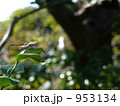 蜻蛉 蜻蛉