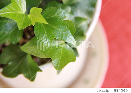 観葉植物 アイビー 緑の葉