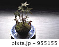 小さい秋見つけた