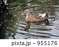 池のカモ