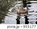 池のカモ