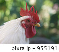 桂チャボ