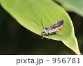 ヒロバネヒナバッタ1