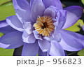 素材ナンバー 956823 : 「蓮の花」