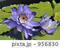 蓮の花
