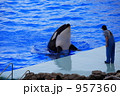 シャチ
