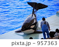 シャチ