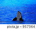 シャチ