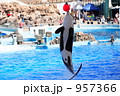シャチ