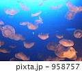 クラゲ
