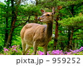 鹿