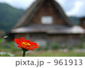 百日草と合掌造り