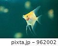962002