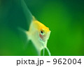962004