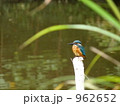 カワセミ