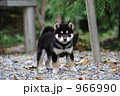 柴犬の子犬