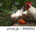 桂チャボ