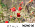 千日紅