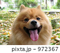 笑う犬