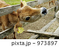 子牛