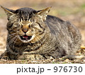 976730