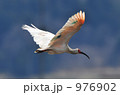 976902