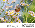 キタテハ
