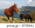 隠岐西ノ島の放牧馬