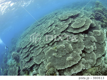 珊瑚 水中写真 海