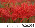 彼岸花２